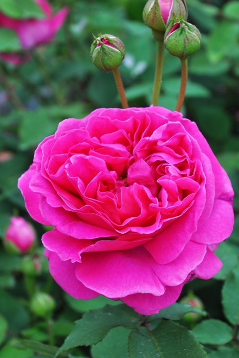 バラ苗【中苗】マダムイサークプレール 国産苗 6号鉢植え品《J-OC20