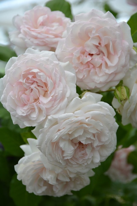 バラ苗【中苗】ローズブラッシュ 国産苗 6号鉢植え品［契約品種］《JB