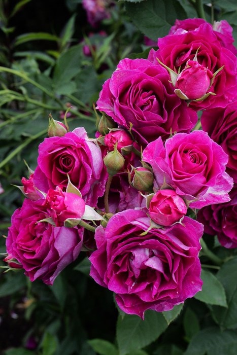 冬季大苗】バラ苗 モンプレジール 国産苗 6号鉢植え品［契約品種］《OM