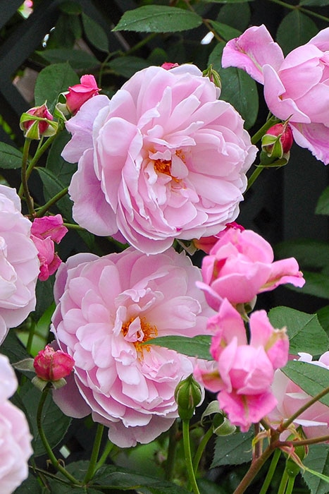 冬季大苗】バラ苗 メアリーディレイニー【モーティマーサックラー