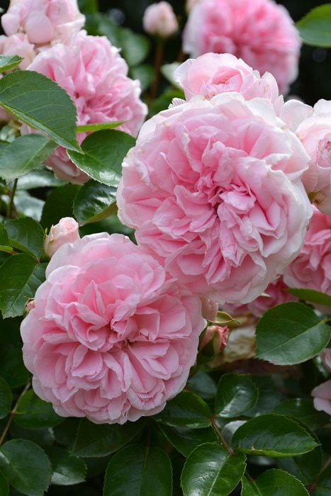 大苗】バラ苗 グラニー 国産苗 6号鉢植え品《J-FL20》 | すべての商品