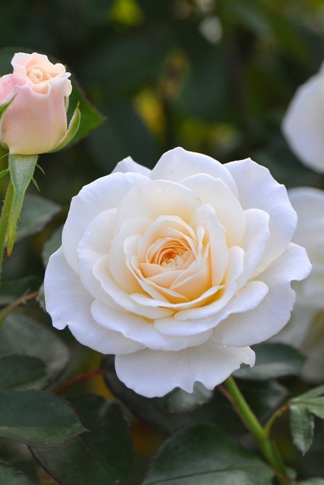 大苗】バラ苗 ファビュラス! 国産苗 6号鉢植え品［農林水産省 登録品種