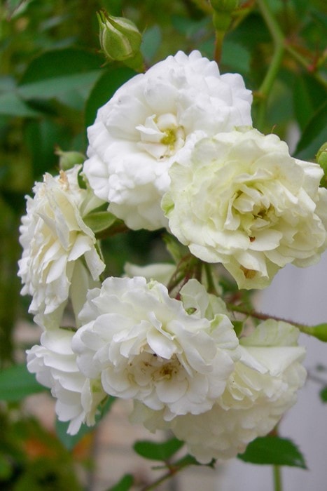 バラ苗【中苗】アルバメイディランド 国産苗 6号鉢植え品《J-CL20