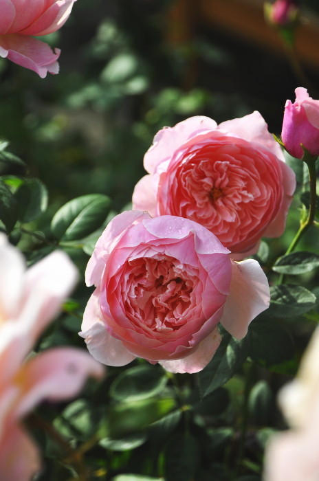 冬季大苗】バラ苗 ジアレンウィックローズ【アルンウィックキャッスル