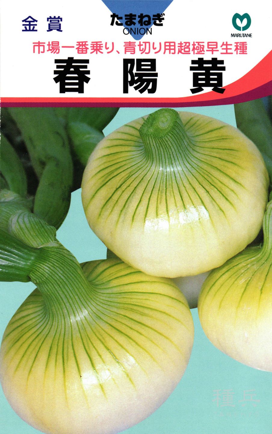 玉ねぎ苗⭕️早生品種マッハ2500本⭕️【野菜苗】 玉ねぎ苗【早生
