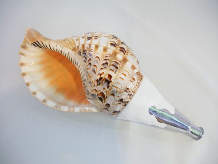 法螺貝・歌口付 サイズ35cm-37cm 真言タイプ | 鳴り物,法螺貝 通販なら