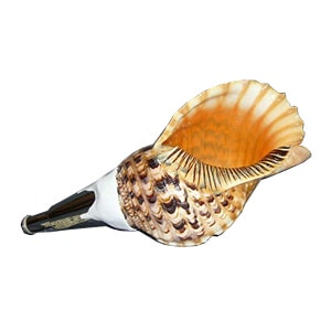 法螺貝② 法螺貝② ホラ貝 法螺貝 法螺貝② 法螺貝 35cm ZX 30 / ZX 35