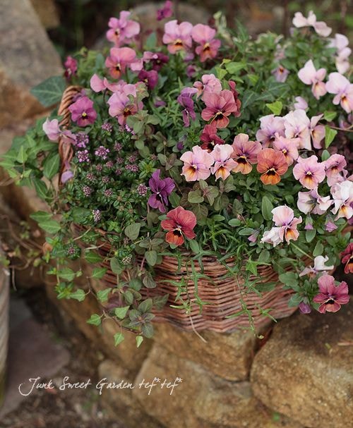 リピーター☘️ビオラ様30:30 リピーター☘️ビオラ様30:30 リピーター☘️ビオラ様30:30 i>Viola