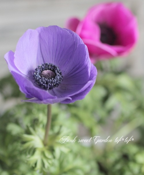 アネモネ・ポルト アネモネ ポルト 4種セット｜種（タネ）,球根,苗,資材,ガーデニング