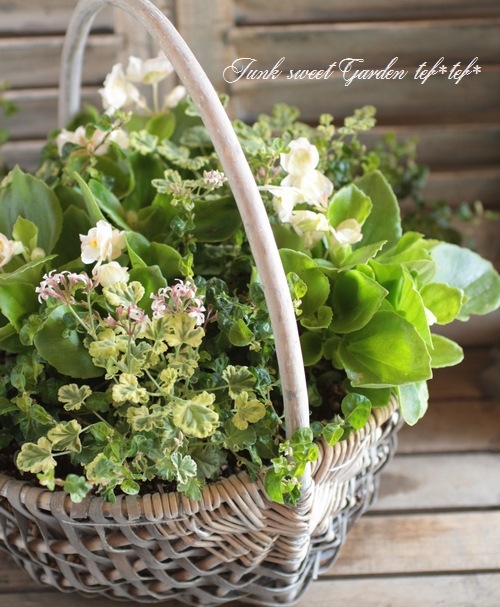 ෆ˚*感謝セールෆ˚* ベゴニア 1苗 抜き苗 寄せ植え 多肉植物 11月23日(土) 多肉植物寄せ植え体験・直売会を開催。栽培初心者の方に