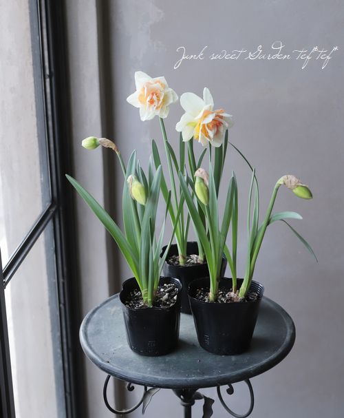 球根植物】 変わり咲き・八重咲きスイセン 『レプリート』 | すべての