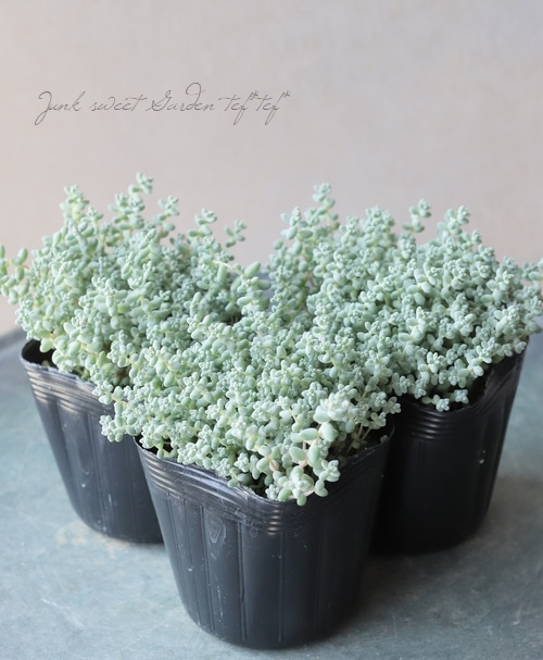 多肉植物】セダム・ブレビフォリウム 『そよ風の天使』 | すべての商品