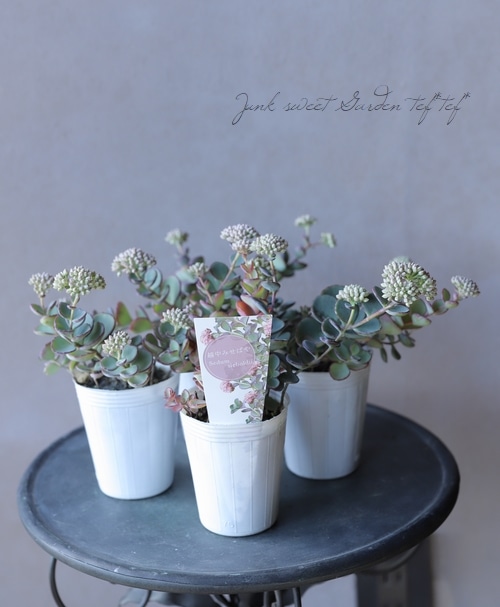 越中ミセバヤ』 | すべての商品 | | Junk sweet Garden tef*tef*