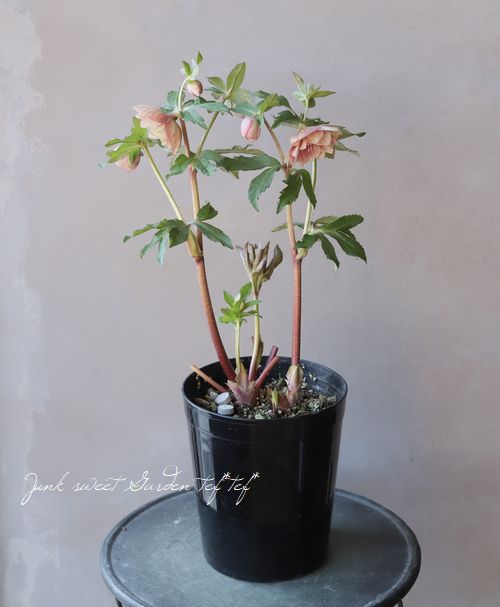 八重咲きクリスマスローズ 『ゴールドフラッシュ・レッドピンクミスト