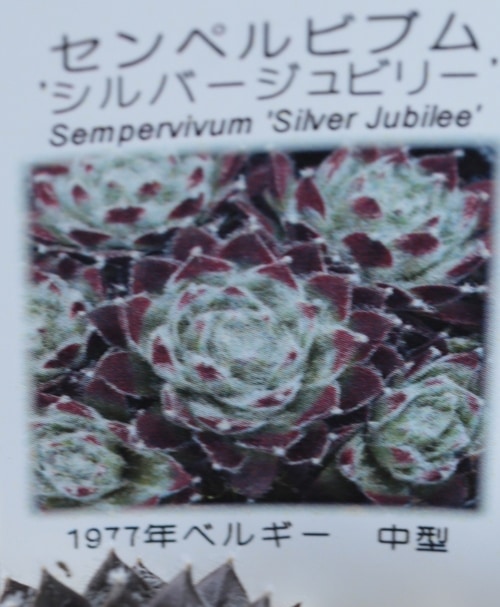 多肉植物】センペルビウム『シルバージュビリー』 | Leaf Species,多肉