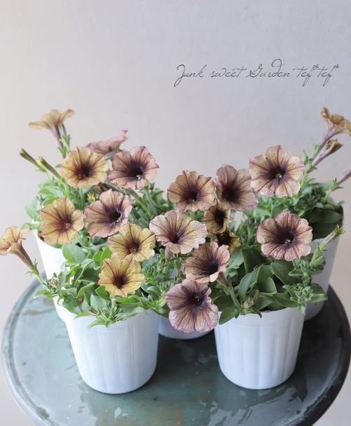 ペチュニア・妖精のチュチュ 『アンティークパープル』 松原園芸さん