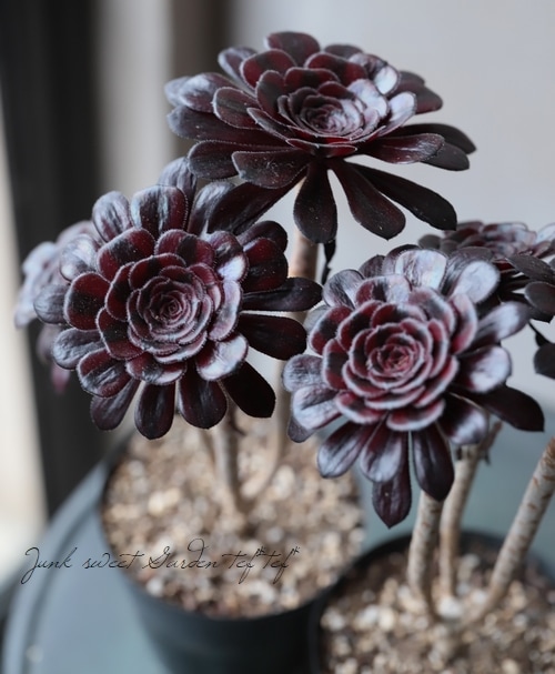 多肉植物❤️アエオニウム錦❤️ 青い波 ❤️碧浪❤️ 状態画像 多肉植物