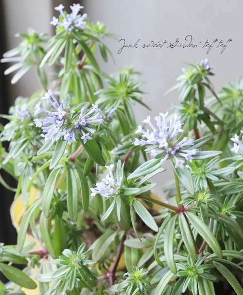 アスペルラ 『オリエンタリス』 | すべての商品 | | Junk sweet Garden