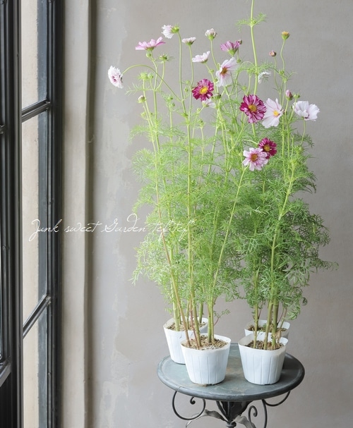 八重咲きコスモス・ダブルクリック 『バイカラー』 | すべての商品