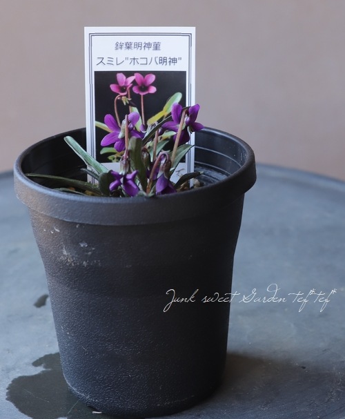 宿根スミレ 『ホコバ明神』 | すべての商品 | | Junk sweet Garden tef