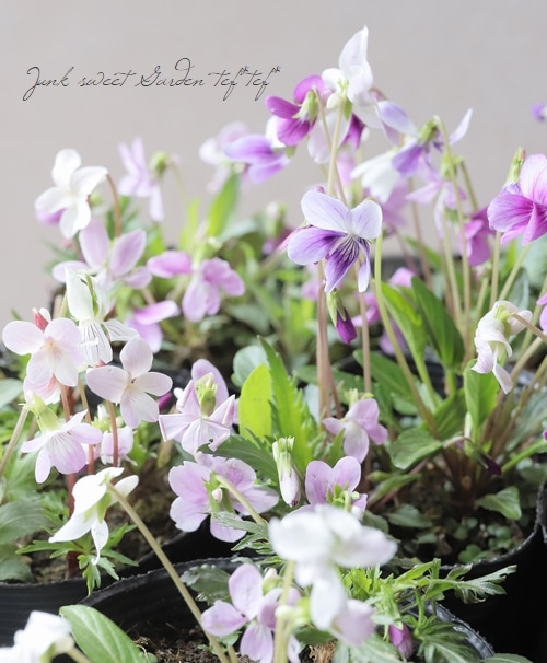 宿根スミレ 『春爛漫 -ハルランマン- 』 | すべての商品 | | Junk