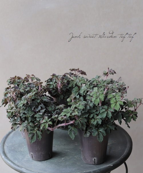 ミカニア・デンタータ』 | すべての商品 | | Junk sweet Garden tef*tef*