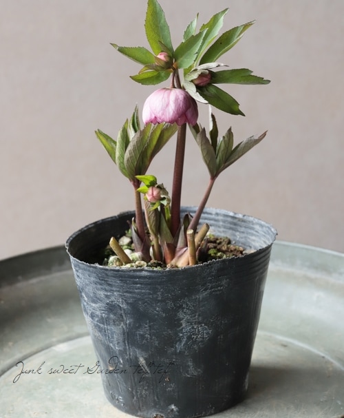 大和園】 クリスマスローズ 『ダブルピンクカップ咲き』 2026【N