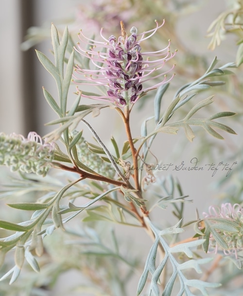 グレビレア 『ドーンパープル』 オーストラリアンプランツ | すべての