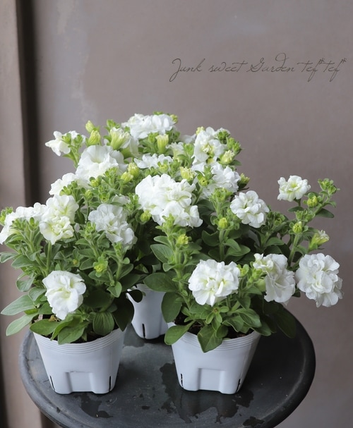 八重咲きペチュニア 『ピュアブーケ』 | すべての商品 | | Junk sweet