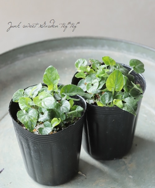 八重咲きパルマスミレ ニオイスミレ 『ダッチェス・デ・パルメ