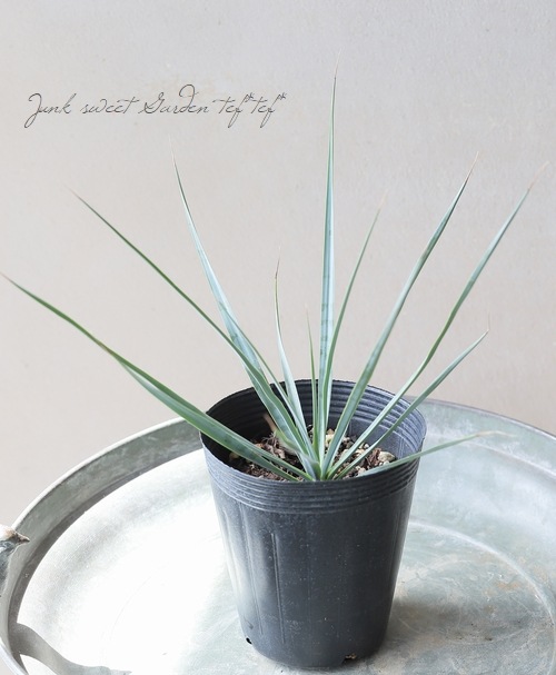 AL1129】ユッカ リギダ ユッカ 『リギダ』 | すべての商品 | | Junk