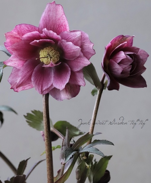 大和園】 クリスマスローズ 『ダブルアンティークピンク』 【No.10