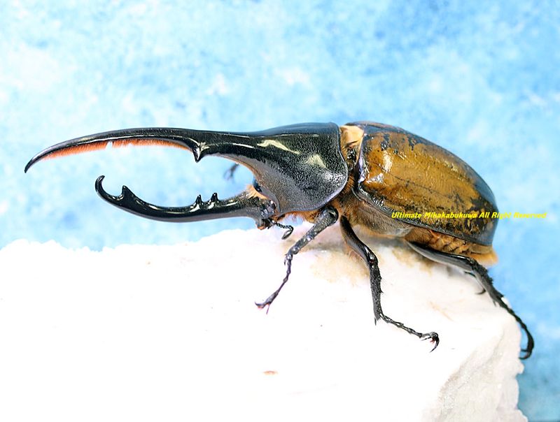 2026,2/2,3新着WILD 超Ultimate14 南米エクアドル便 ヘラクレス