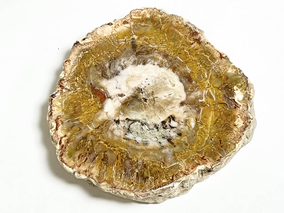 マダガスカル産 ペトリファイドウッド ( 珪化木 ) スライス