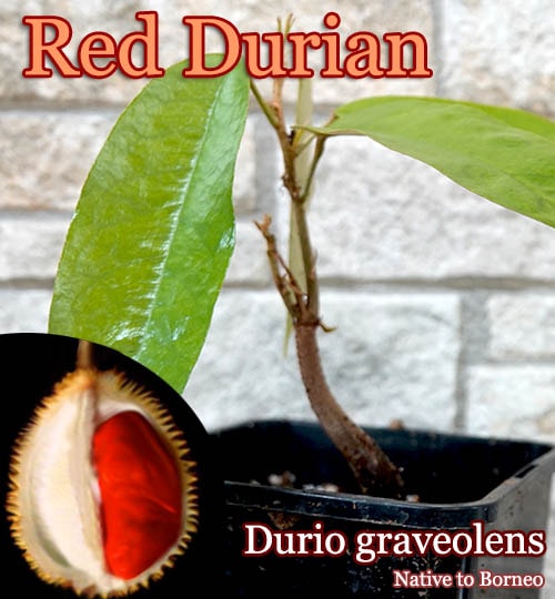 Durio graveolens Red(ドゥリオ・グラベオレンス)苗[レッド・ドリアン