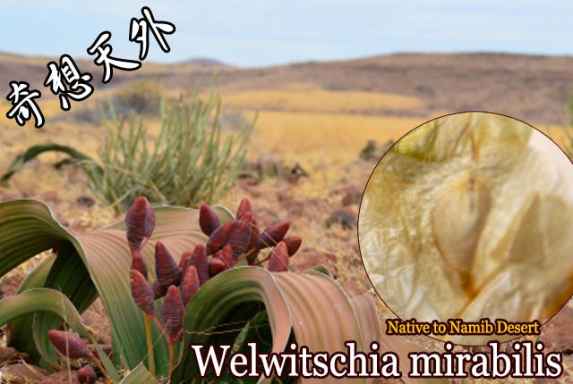 Welwitschia mirabilis(奇想天外)種子[予約商品] 販売店