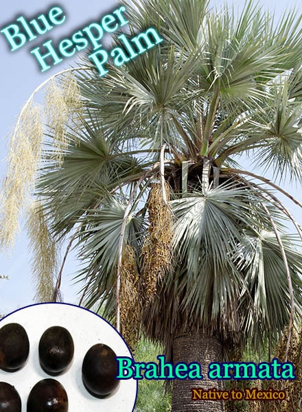 Brahea armata(ブラヘア・アルマータ)種子[耐寒性ヤシ・予約商品] 販売店