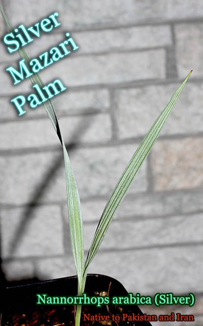 ナンノロプス アラビカ シルバー(Nannorrhops arabica Silver)苗 販売店