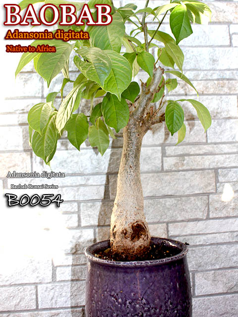 バオバブの木苗]バオバブ中型盆栽BシリーズB-0054 販売店