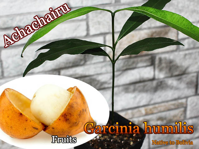 ボリビアンマンゴスチン(Garcinia humilis)苗[熱帯果樹・アチャチャ
