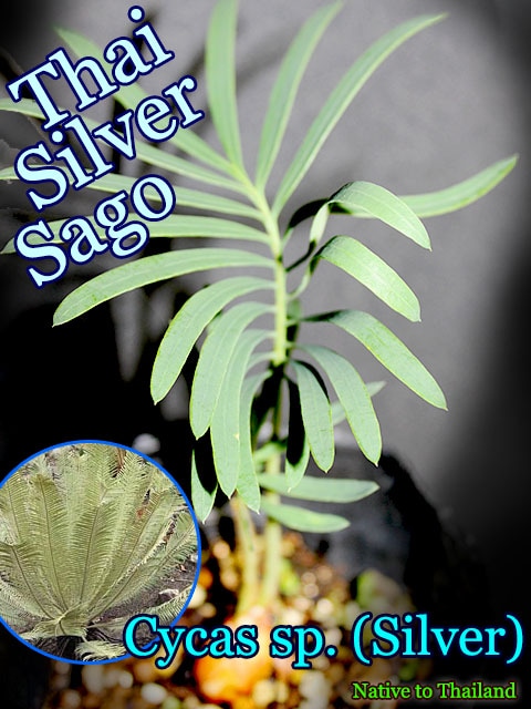 サイカス・タイシルバー(Cycas sp. Silver/Thai Silver Sago)苗 販売店