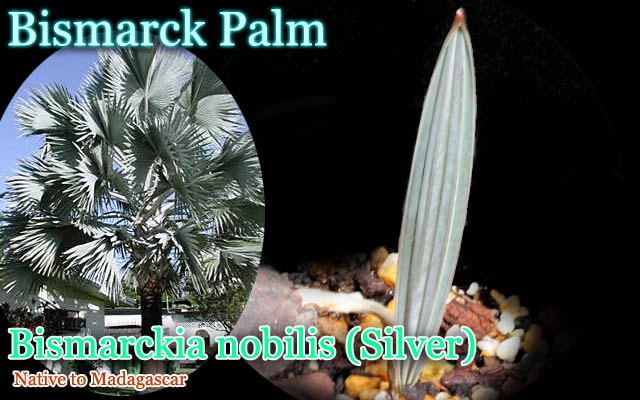 ビスマルキア ノビリス シルバー苗(Bismarckia nobilis Silver) [耐寒