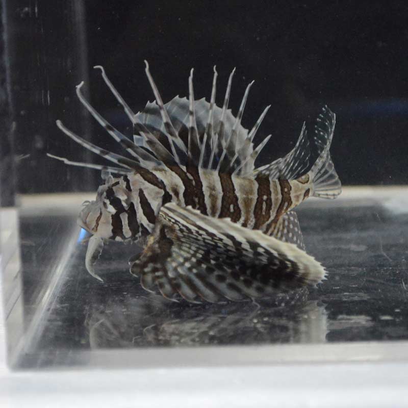 セトミノカサゴ【セブ産】 | 海水魚図鑑（過去入荷）,海水魚,カサゴ