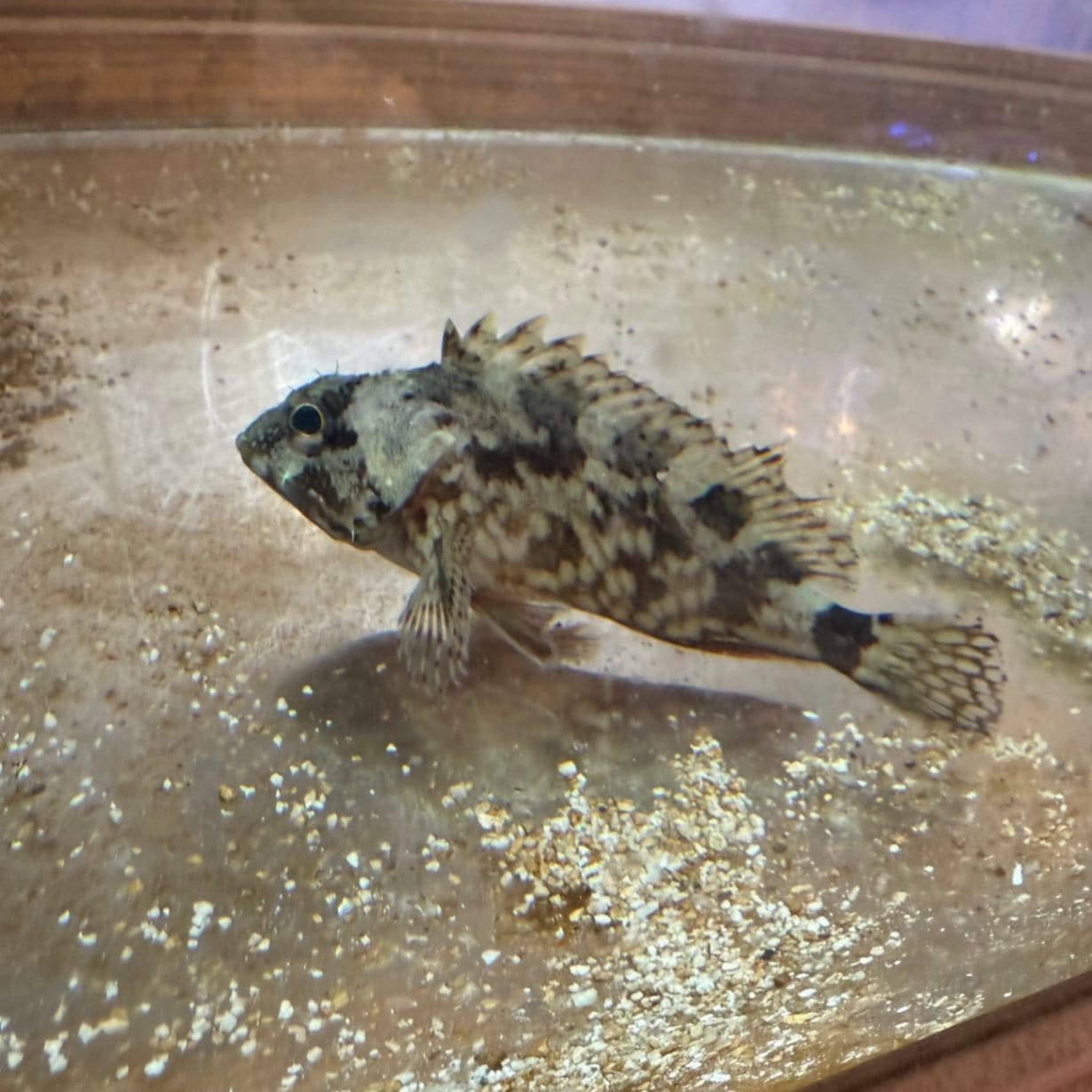 ナヌカザメ 【近海産】 | 海水魚図鑑（過去入荷）,海水魚,サメ・エイ