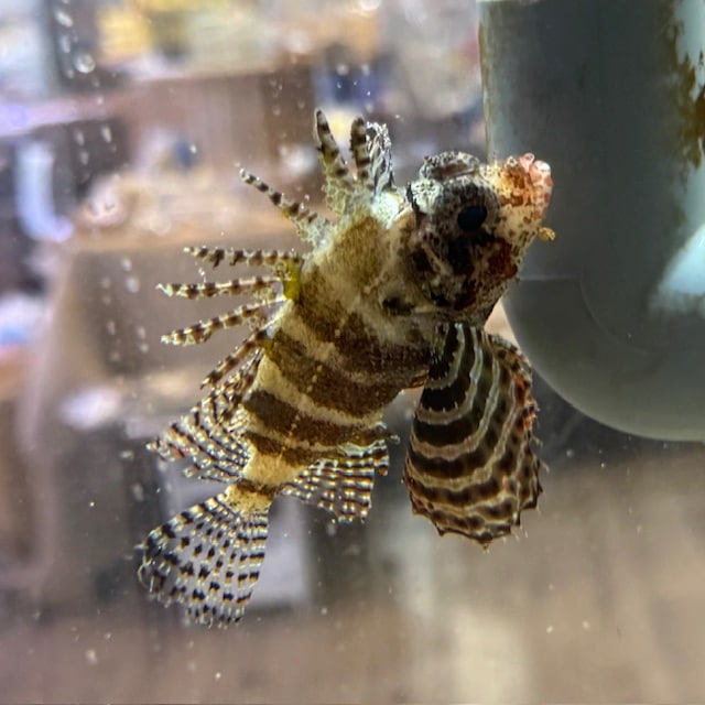 シマヒメヤマノカミ【セブ産】 | 海水魚,カサゴ・オコゼ | やどかり屋