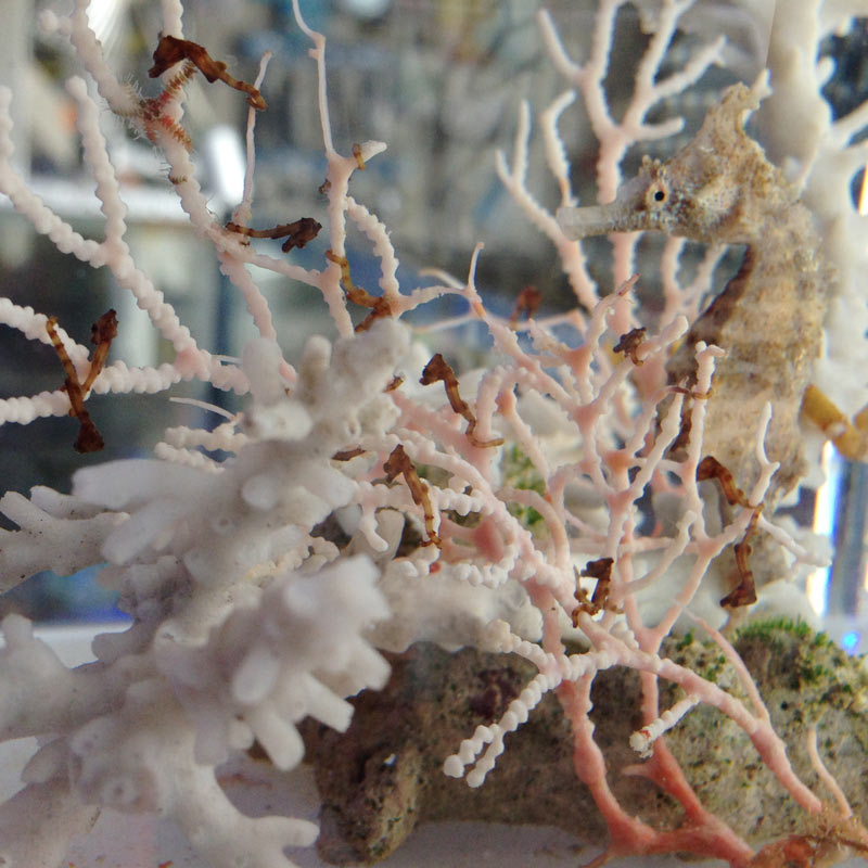 タツノオトシゴ ベビー5匹セット【やどかり屋ブリード】 | 海水魚図鑑