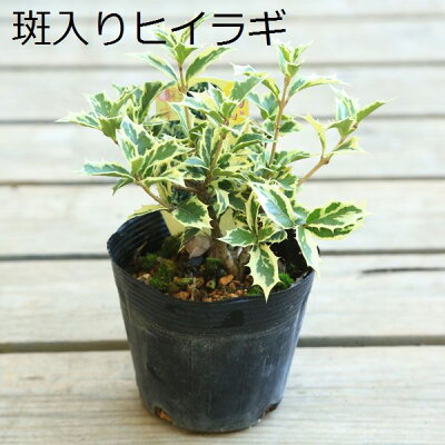 苗：斑入りひいらぎ・五色ひいらぎ*お選びください ヒイラギ 柊 | 盆栽