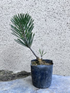 苗：八房黒松（千寿丸）*くろまつ/クロマツ/せんじゅまる/センジュマル