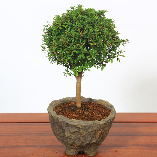 山つつじ(ヤマツツジ )