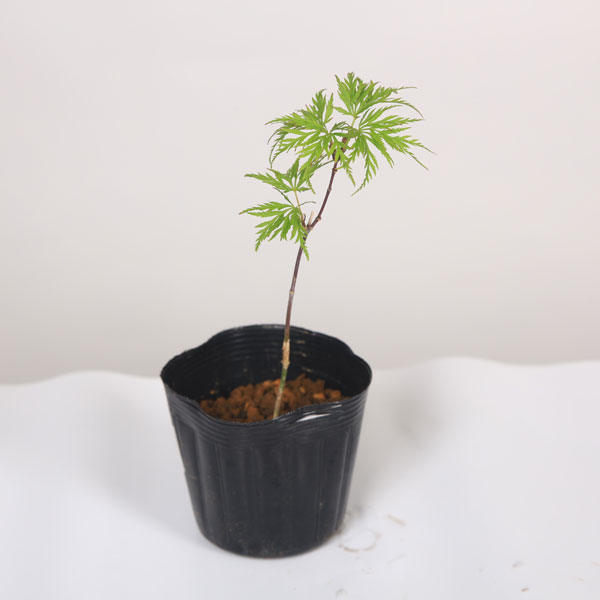 ミニ苗：エメラルドレースもみじ 紅葉 モミジ | 新着商品,新入荷苗・再